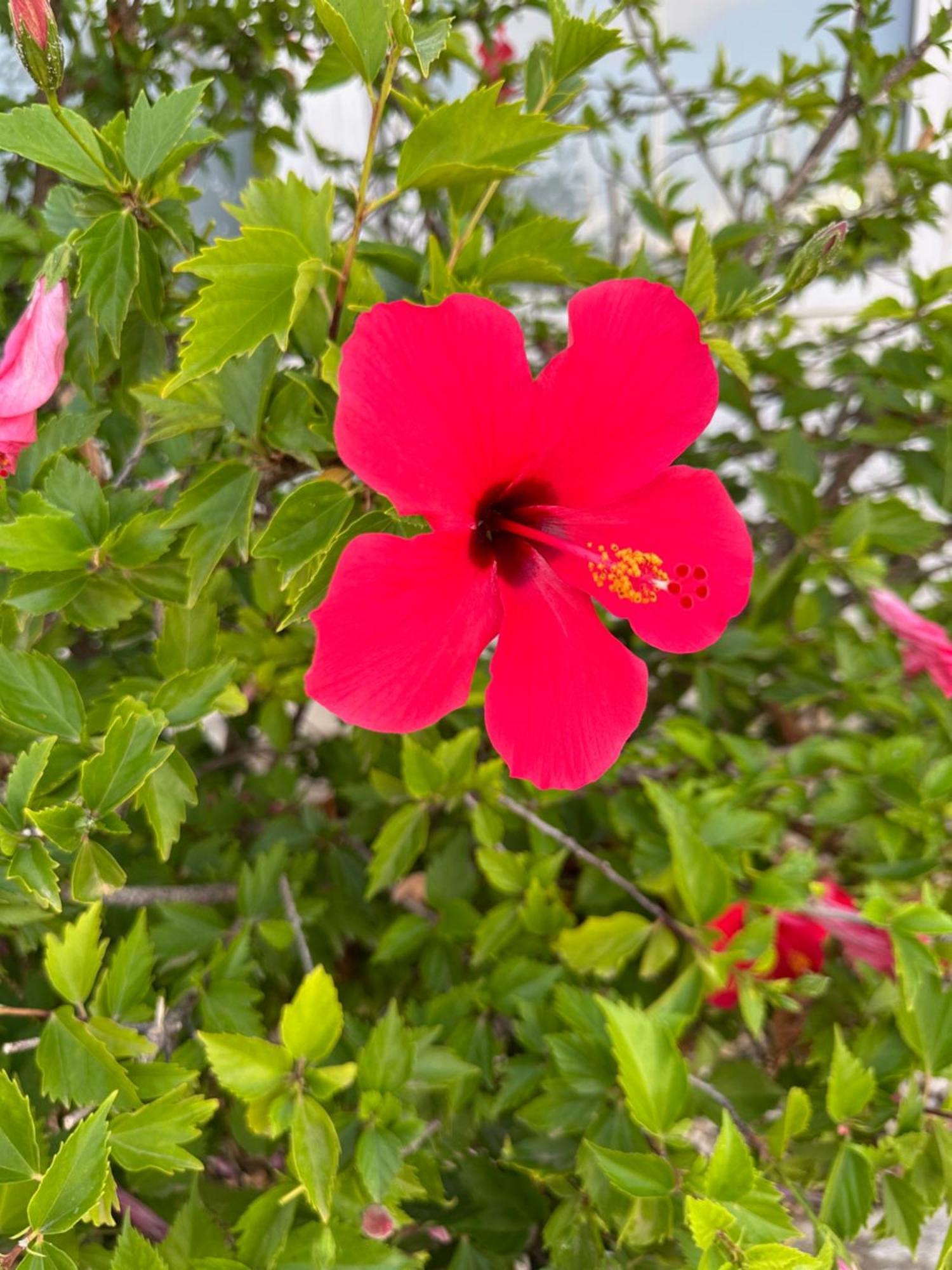 Casa Lilly-Rose, A Beautiful 3 Bedroom Detached Villa A Short Walk To The Villamartin Plaza & Golf Course Экстерьер фото